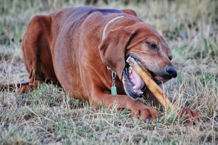 Healthy Dental Chews for Dogs: Supporting Better Oral Care