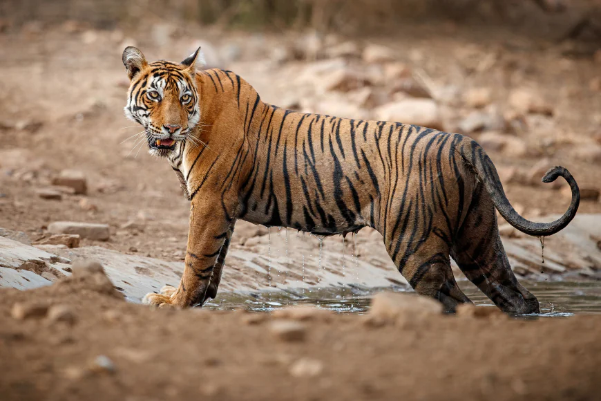 Best Forest Resorts Near Pench for Monsoon Vacations