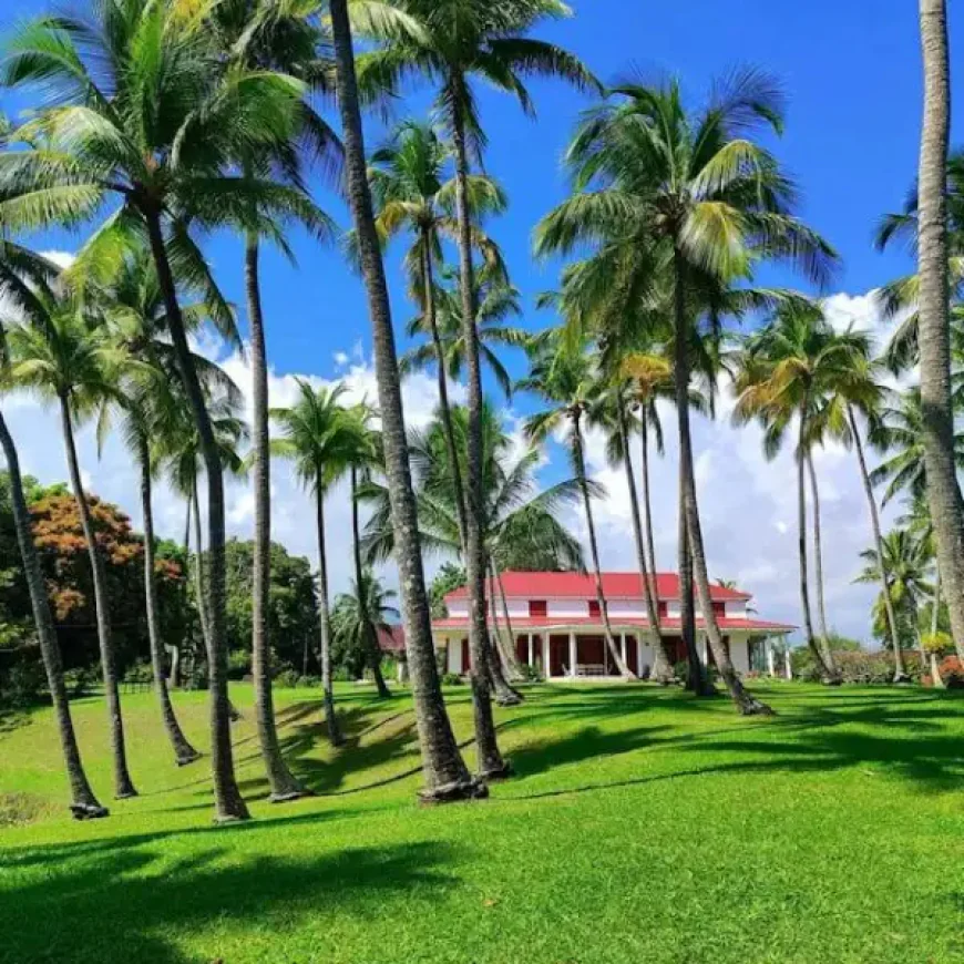 How to Protect Your Lawn From Common Florida Pests and Lawn Problems?