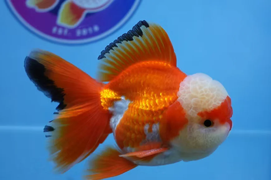 Online Goldfish Store: Find Beautiful, Quality Fancy Goldfish at ChuChuGoldfish