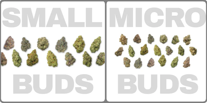 What Does High THCa Really Mean?