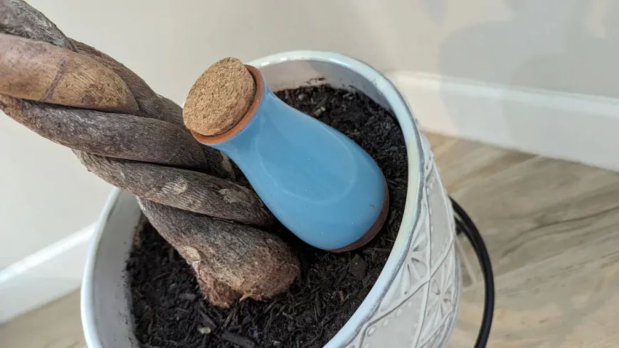 Simple Ways to Make Plant Care Easier When Life Gets Busy