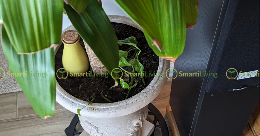 The Hidden Reason Your Houseplants May Be Struggling