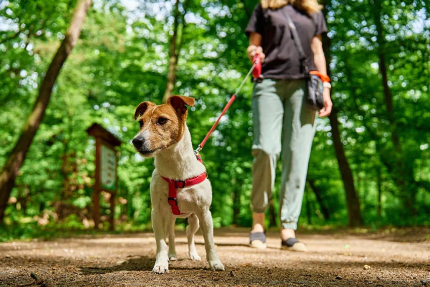 The Importance of Teaching Your Dog Loose Leash Walking: A Better Perspective