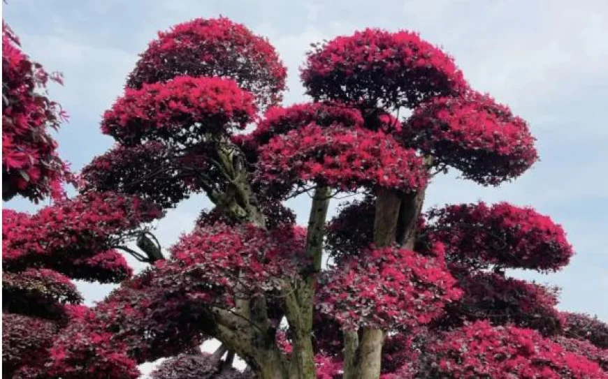Why Retailers Choose Bonsai Tree Wholesale for Their Nursery Business