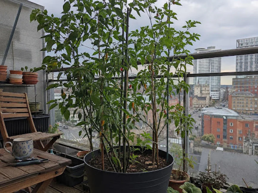 The Pepper That Doesn’t Care How Cold It Gets: Meet the Aji Pepper Plant