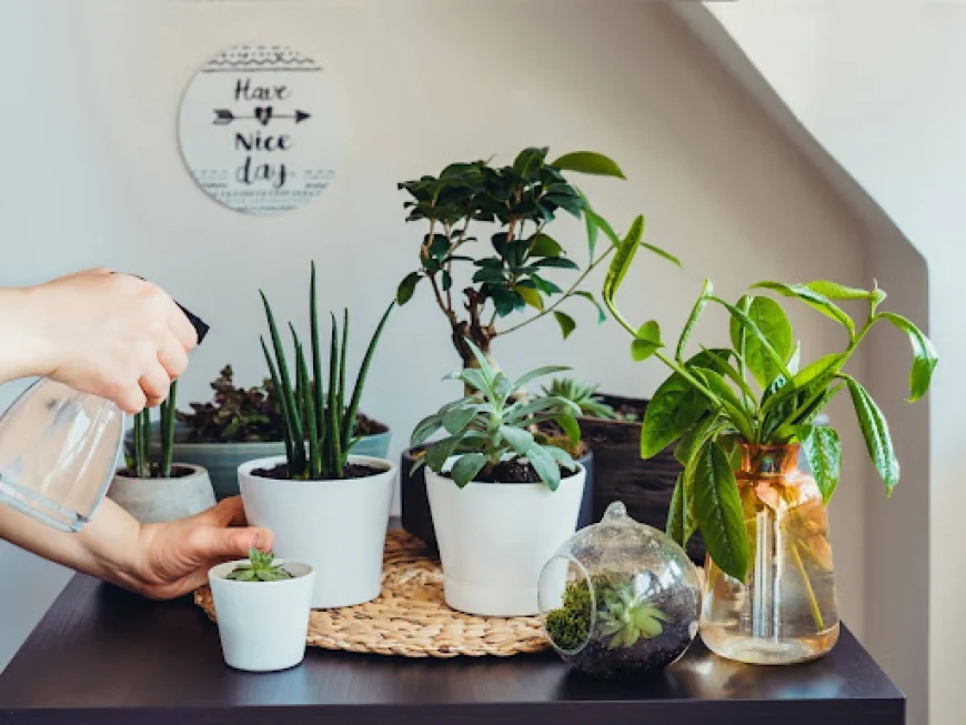 Houseplant Watering Guide + Drought-Tolerant Plants