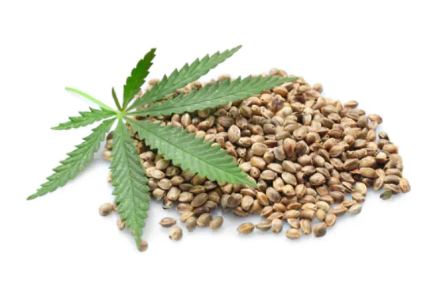 Buy Marijuana Seeds Colorado: Where to Buy Marijuana Seeds in Colorado