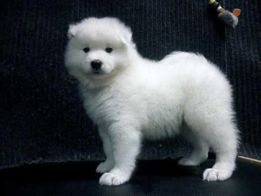 Why Families Are Choosing AKC Samoyed Pups as Pets