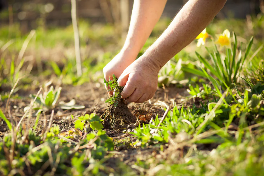 The Most Common Weeds in Weatherford, TX Lawns and How to Eliminate Them
