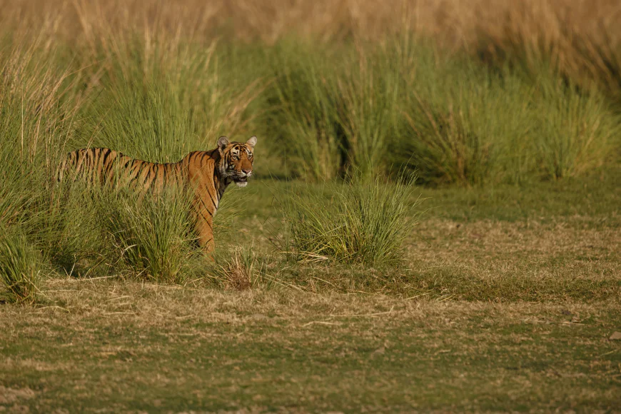 Which is the best gate to enter Pilibhit Tiger Reserve?