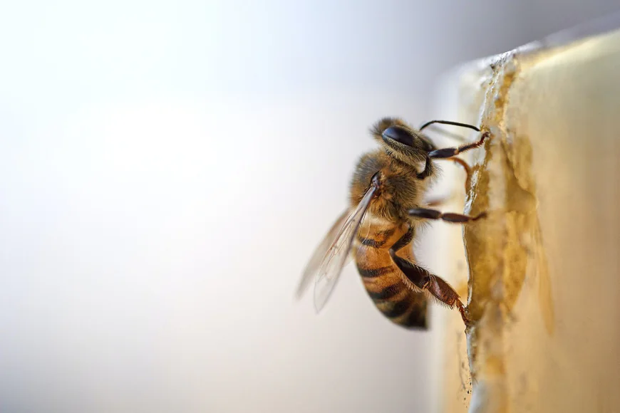 For the Beekeeper Who Knows the Value of Trust