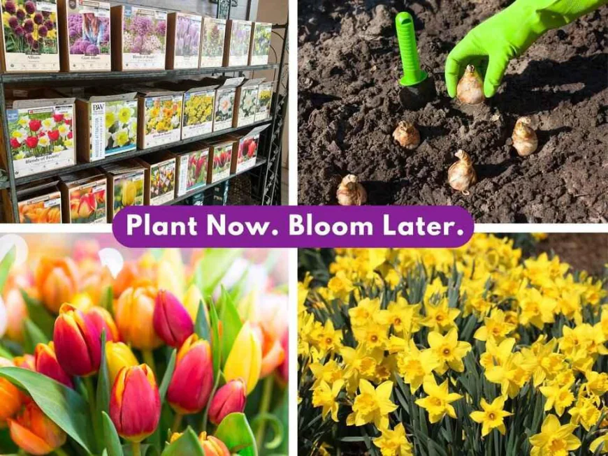 Spring Bulbs & California Native Garden Ideas | Evergreen