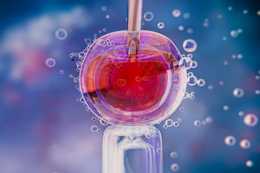 What Happens After Embryo Transfer? A Day-by-Day Guide to the Two-Week Wait