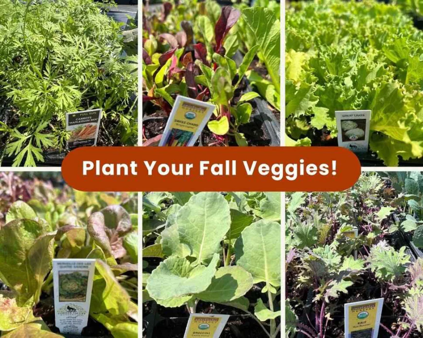 Fall Edible Garden Plants for East Bay Gardens | Evergreen