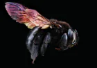 Bee Hive Removal LA: Safe and Humane Hive Removal Services