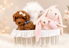 What Should a Puppy Store in Pembroke Pines Actually Offer?