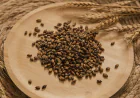 Specialty Malt Market Size, Trends, and Strategic Outlook 2026-2033