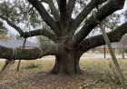 How Proper Tree Support Helps Protect Weak Branches From Storm Damage