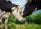 Third-Party Veterinary Medicine Manufacturing: Costs, MOQs, and Business Basics
