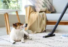 Looking for Reliable Cleaners Gold Coast? Choose Cleaner Space Australia