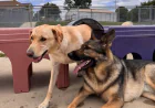 How Do People Take Care of Their Dogs While Traveling?