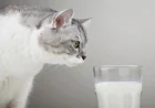 Pros and Cons of Cow Milk for Kittens - FarmPally