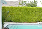 Podocarpus Gracilior: How to Grow a Healthy Privacy Hedge