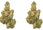 What You Should See, Smell, and Check Before Buying Indoor THCa Flower