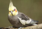 Cockatiel Bird Care: A Complete Guide for Healthy and Happy Birds