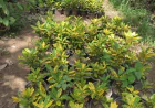 Why Every Home in Lahore Needs a Few Good Indoor Plants