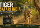 Tiger Safari India: A Guide to Exploring India's Wild Side