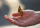 Purchase Butterflies for Release: Creating a Meaningful Memorial