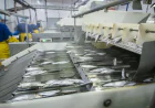 Fish Processing Market Size, Trends, and Strategic Outlook 2026-2033