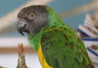 Where Can You Find Macaw, Budgie and Senegal Parrots for Sale in the USA