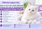 How to Care for white Siberian kittens for sale in Washington: A Complete Home Guide