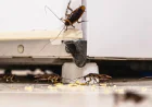 How Tom's Pest Control Adelaide Can Help With Cockroach Control in Adelaide