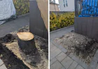 How Much Does It Cost to Remove a Tree Stump?