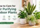 How to Care for Air Purifying Indoor Plants