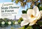 Louisiana State Flower in Focus: Magnolia Facts, Meaning, and Garden Uses
