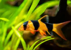Freshwater Aquarium Shrimp: Species, Compatibility, and Essential Tank Conditions