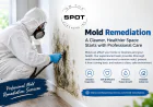 How to Remove Mold Before It Spreads Throughout Your Home