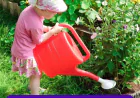 Monarch Plants: How to Water Them in Pots and Garden Beds