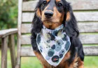 Smart Choices for Everyday Walks and Mealtimes: Stainless Steel Dog Bowl, Metal Dog Bowl & Padded Dog Lead