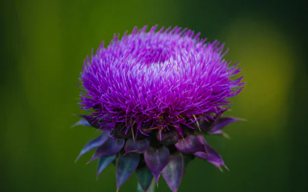 Global Milk Thistle Market: Size, Trends, Growth, and Strategic Insights