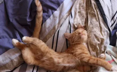 Cat’s Favorite Sleeping Spot: What Your Cat’s Choice Really Means