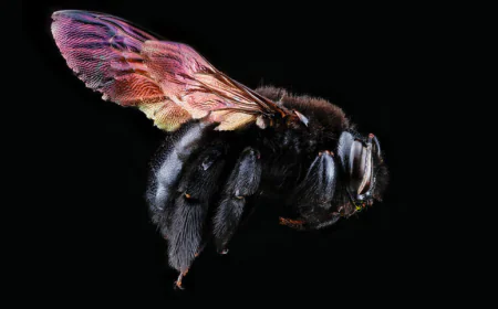 Bee Hive Removal LA: Safe and Humane Hive Removal Services
