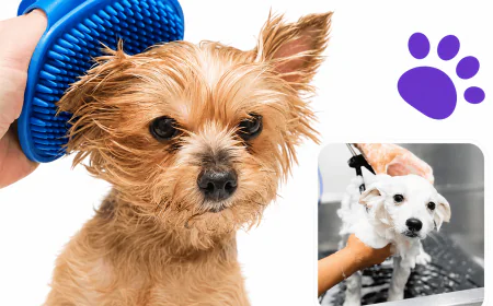5 Grooming Problems Dog Owners Usually Notice Too Late