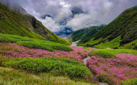 How to Go to Valley of Flowers From Delhi: Complete Travel Guide