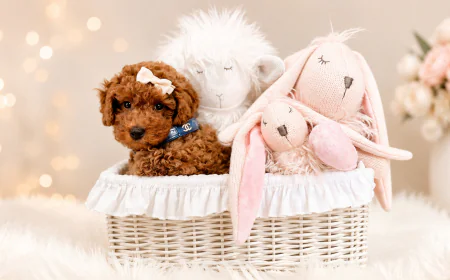 What Should a Puppy Store in Pembroke Pines Actually Offer?